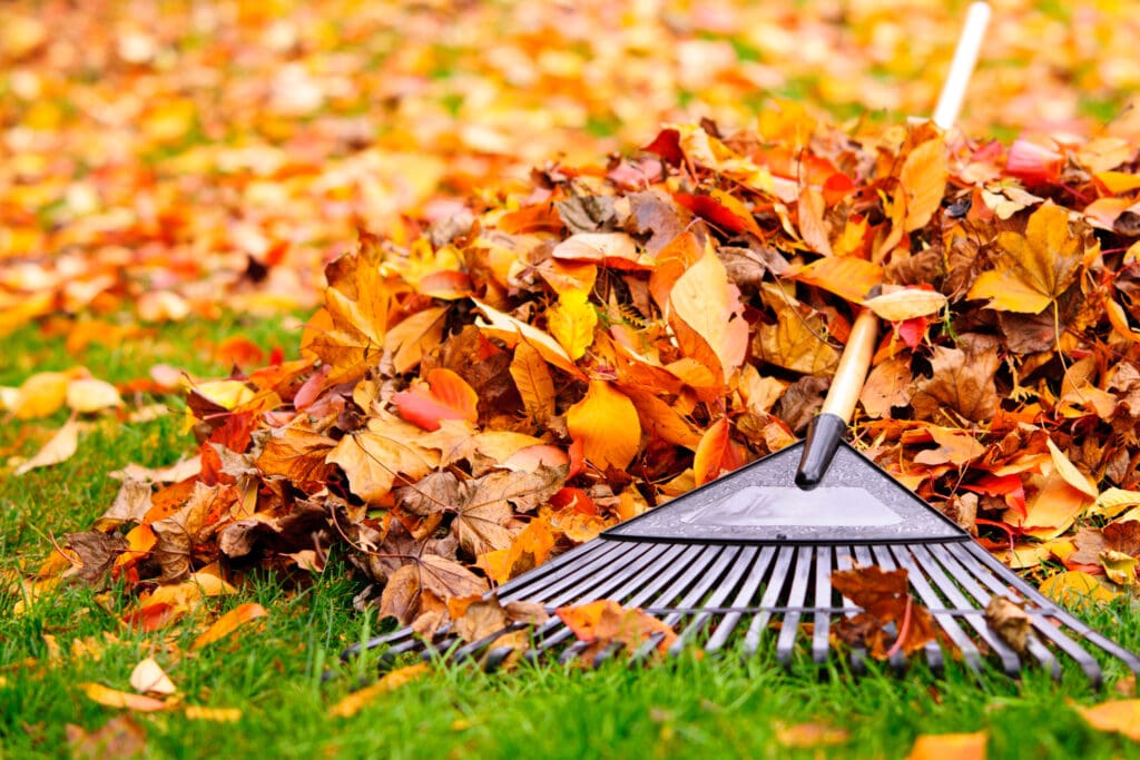 fall cleanup service caseyville il