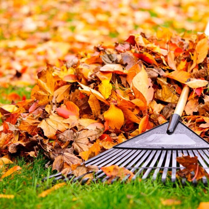 fall cleanup service caseyville il